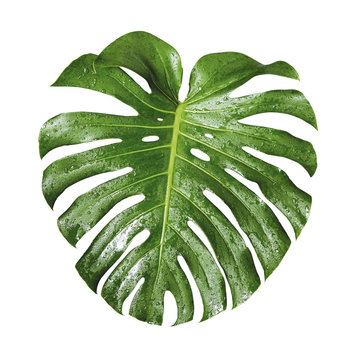 Fototapeta Monstera deliciosa tropical leaf and water drop isolated on white background with clipping path