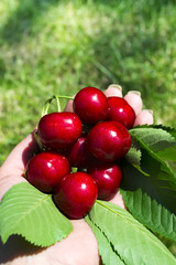 A woman's hand holds organic juicy cherries with green leaves against a background of green grass in the garden