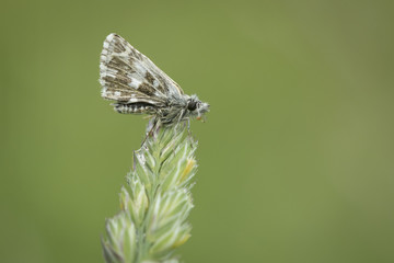 A Grizzled Skipper at Martin Down NNR in Hampshire.