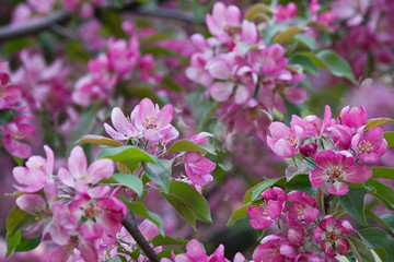 Pink apple-tree in bloom.  Flowers closeup