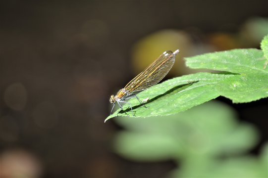 Weibchen der Geb&auml;nderten Prachtlibelle (Calopteryx splendens)
