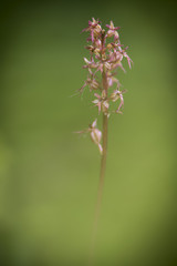 A Lesser Twayblade at Cliburn Moss in Cumbria.