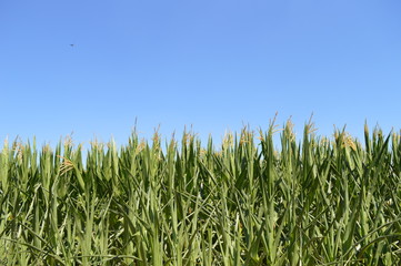 Wandern Niederrhein Wandern Grefrath-Oedt, Mais Kolben, blauer Himmel