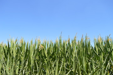 Obraz premium Wandern Niederrhein Wandern Grefrath-Oedt, Mais Kolben, blauer Himmel