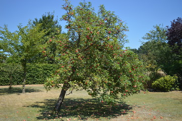 Fototapeta na wymiar Alter Apfelbaum mit reifen roten Äpfeln auf einer Streuobstwiese am Niederrhein