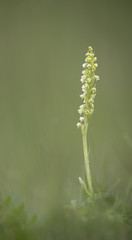 A Small White Orchid at Little Asby in Cumbria.