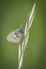 A Small Heath at Martin Down NNR in Hampshire.