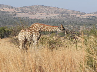 Wild Giraffe Africa