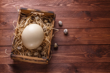 Big ostrich egg on straw surround by quail eggs, copyspace