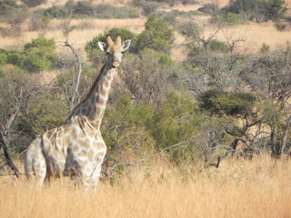 Wild Giraffe Africa