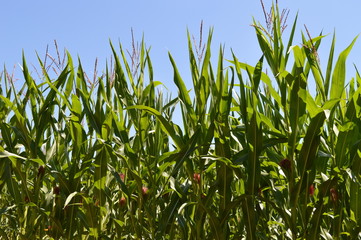 Blühender Mais vor strahlend blauem Sommerhimmel