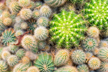 Cactus