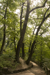 Fototapeta premium bosco