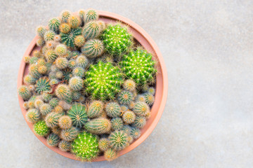 Cactus