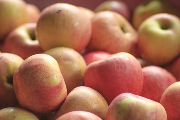 Red apples on the ground,Fresh apples