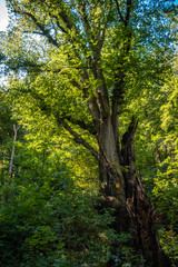 Fototapeta premium Alter Baum