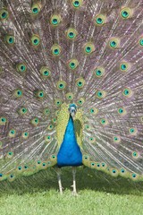 Peacock's full bloom-age