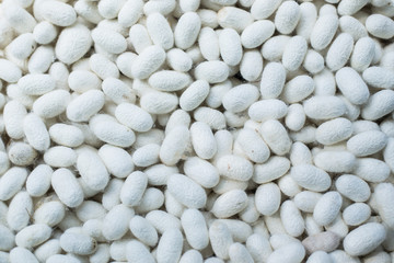 Cocoon for Thai silk making