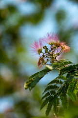 暑い夏に咲くねむの木の花が咲き誇る風景が青空に映える