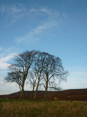 Fototapeta na wymiar single tree