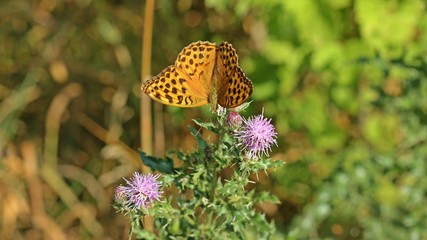 Weiblicher Kaisermantel (Argynnis paphia) auf Acker-Kratzdistel 

