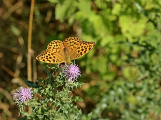 Weiblicher Kaisermantel (Argynnis paphia) auf Acker-Kratzdistel 
