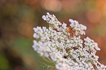 Teufelchen (Phymata crassipes) auf Wilder Möhre (Daucus carota)

