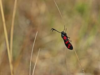 Sechsfleckwidderchen (Zygaena filipendulae) an Grashalm