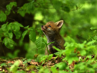 Fuchswelpen; Rotfuchs, vulpes vulpes,