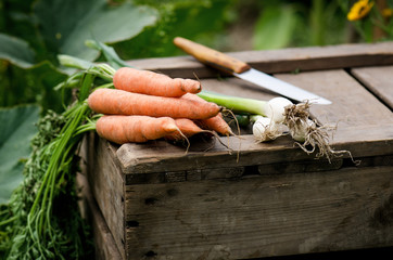 Fresh vegetables on a wooden box in the home garden. Green background from flowers and grass. Organic fresh vegetables. Carrots, cucumbers, tomatoes, spring onions, radish. 