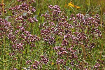 Fototapeta premium Viele Silbergrüne Bläulinge (Polyommatus coridon) auf Echtem Dost (Origanum vulgare) 