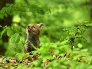 Fuchswelpen; Rotfuchs, vulpes vulpes,