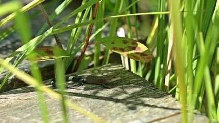 Junge Waldeidechse (Zootoca vivipara) auf Holzbohlenweg im Schatten

