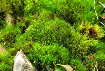 Moos; Gabelzahnmoos; dicranum;