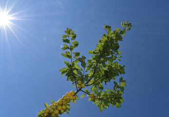 Sprig with yellow plums leaves against the sky