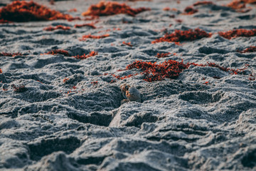 Beach life