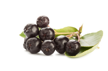 Close up of aronia chokeberry isolated on white.