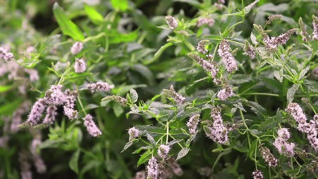 Mint blossoms with water drops in the garden. Branch of green leaf in the rain, light breeze close up, dynamic scene, toned video.