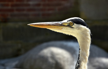 Graureiher; Ardea cinerea;