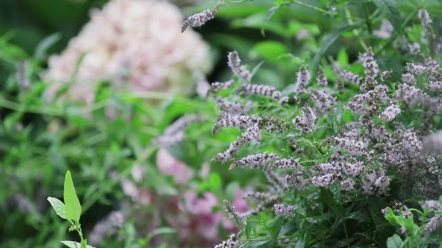 Mint blossoms with water drops in the garden. Branch of green leaf in the rain, light breeze close up, dynamic scene, toned video.