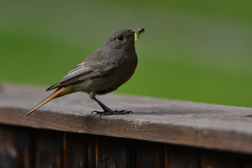 Hausrotschwanz; Phoenicurus ochruros; blackstart