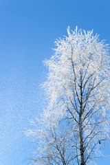 white frost on tree at sunny finnish winter day