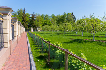 Fototapeta na wymiar A path of tiles under a beautiful fence around the garden with young apple trees