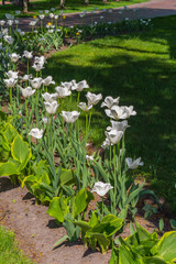 elegant white tulips with green leaves on the stem will be an ornament of any floral composition