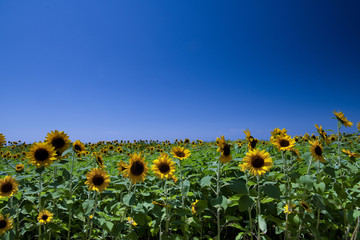 Obraz premium 夏の香り