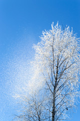 Obraz na płótnie Canvas white frost on tree at sunny finnish winter day
