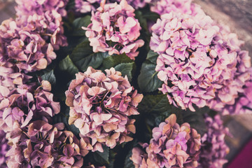 Pink hydrangea flowers viewed from above