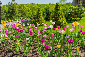 Orange, pink and raspberry blooming tulips. In the background are coniferous trees