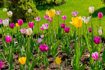 Photos of orange and pink tulips of different shades near a blurred background