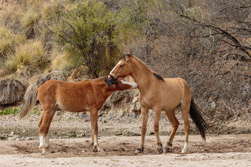 Obraz na płótnie Canvas Wild Horses Sparring in the Arizona Desert